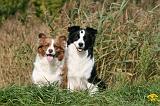 BORDER COLLIE 1367